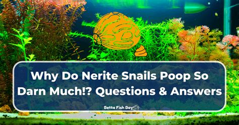 Nerite Snail Questions (plus Puns!) .